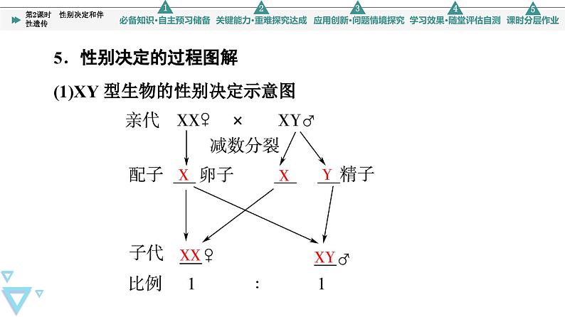 2023-2024学年  必修二　苏教版 性别决定和伴性遗传  课件07