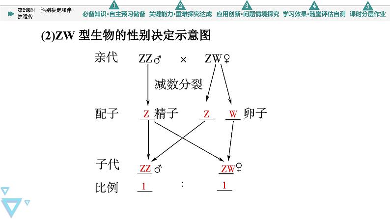 2023-2024学年  必修二　苏教版 性别决定和伴性遗传  课件08