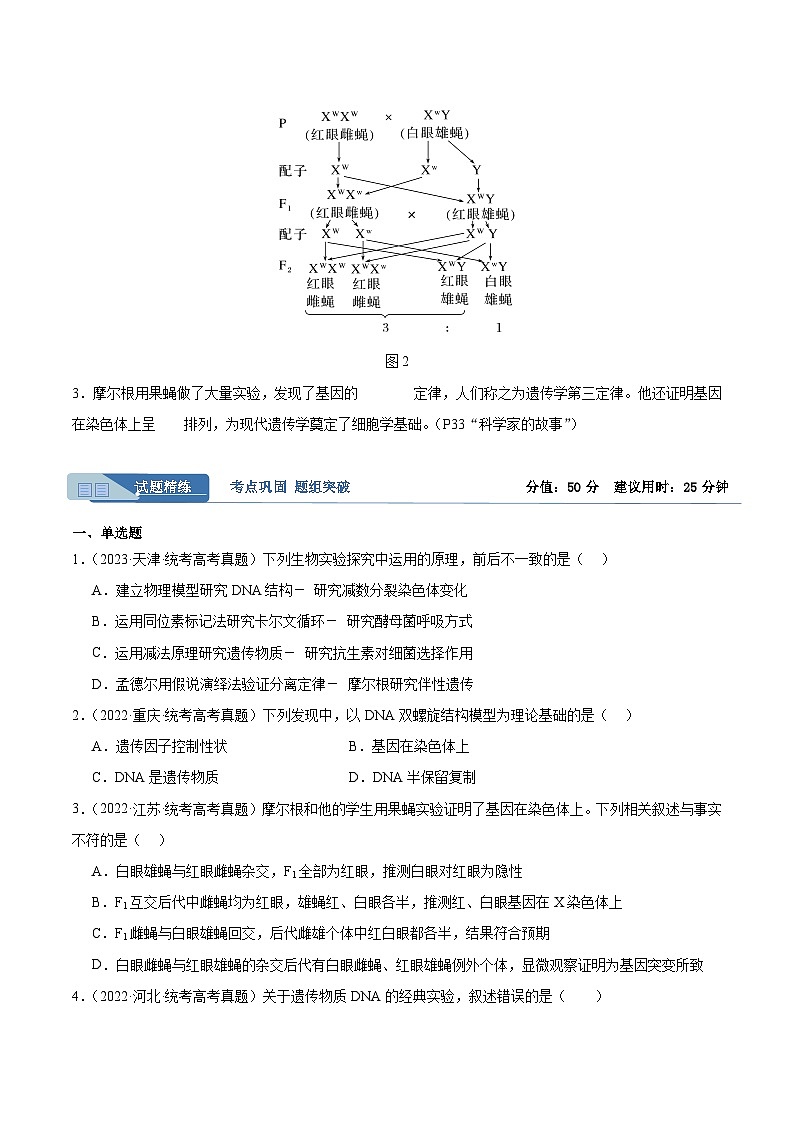 考点通关卷17 遗传的基础知识（原卷版）第2页