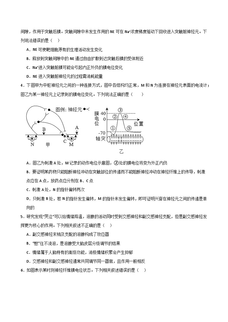 单元检测卷08 稳态与调节-2024年高考生物一轮复习考点通关卷（新高考通用）02