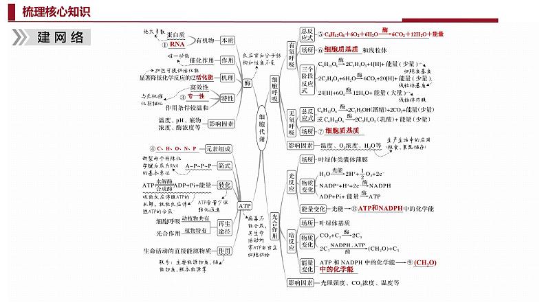 专题二 细胞代谢-2024年高考生物二轮复习热点专题专项突破课件PPT04