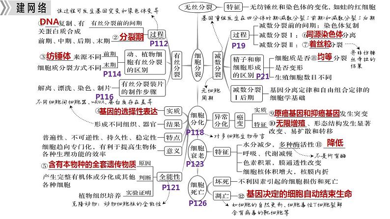 专题三 细胞的分裂-2024年高考生物二轮复习热点专题专项突破课件PPT第4页