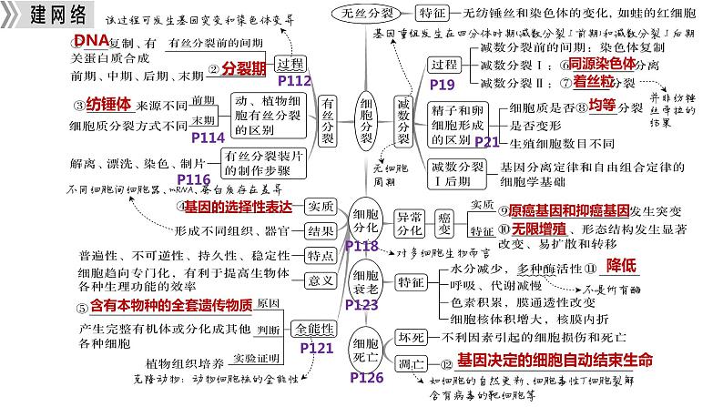 专题四 细胞的分化、衰老、死亡和癌变-2024年高考生物二轮复习热点专题专项突破课件PPT第4页