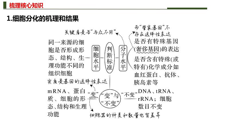 专题四 细胞的分化、衰老、死亡和癌变-2024年高考生物二轮复习热点专题专项突破课件PPT第6页