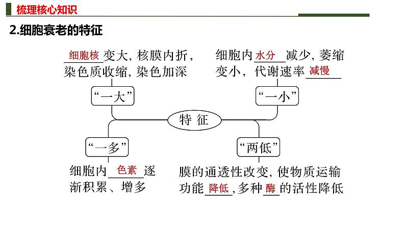 专题四 细胞的分化、衰老、死亡和癌变-2024年高考生物二轮复习热点专题专项突破课件PPT第7页