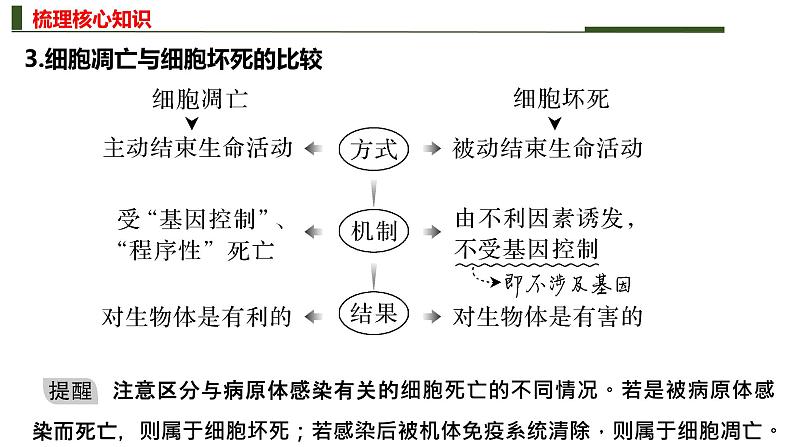 专题四 细胞的分化、衰老、死亡和癌变-2024年高考生物二轮复习热点专题专项突破课件PPT第8页