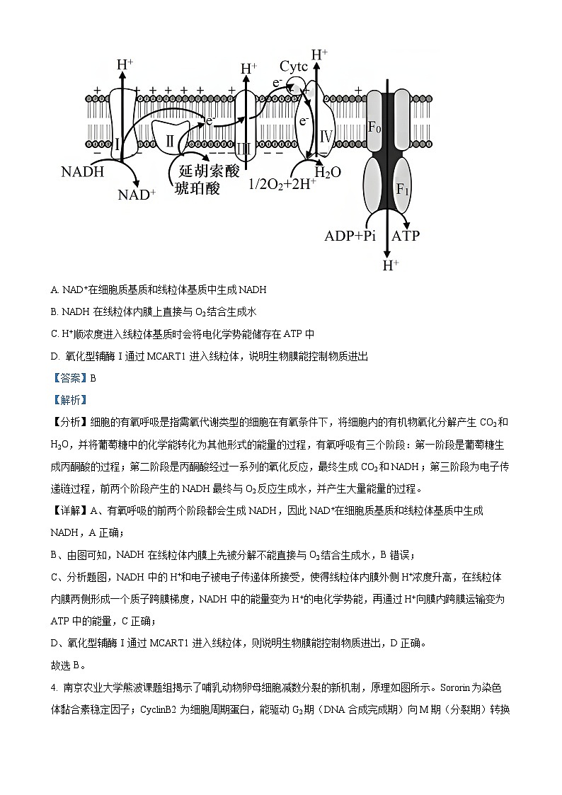广西壮族自治区柳州市柳北区第三中学2023-2024学年高三下学期2月考试生物试题（原卷版+解析版）03
