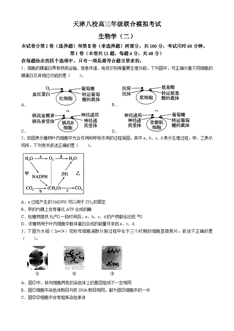 天津市八校2024届高三下学期4月二模联考生物试题（Word版附答案）01