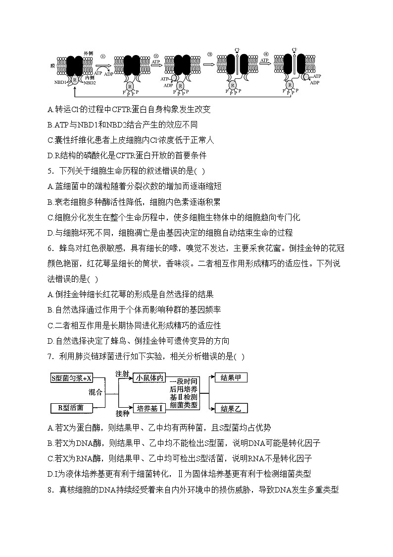 2024届高考生物挑战模拟卷 【湖北卷】(含答案)第2页