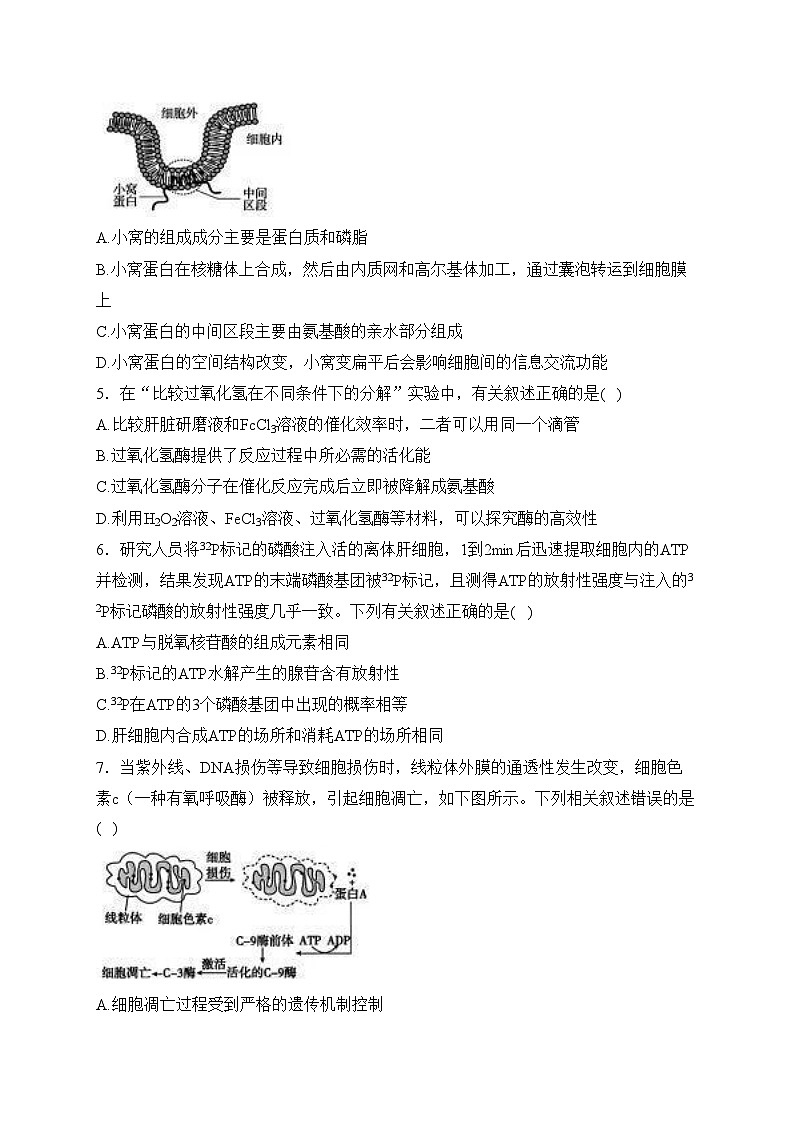 湖北省鄂东南省级示范高中2023-2024学年高一下学期期中联考生物试卷(含答案)02