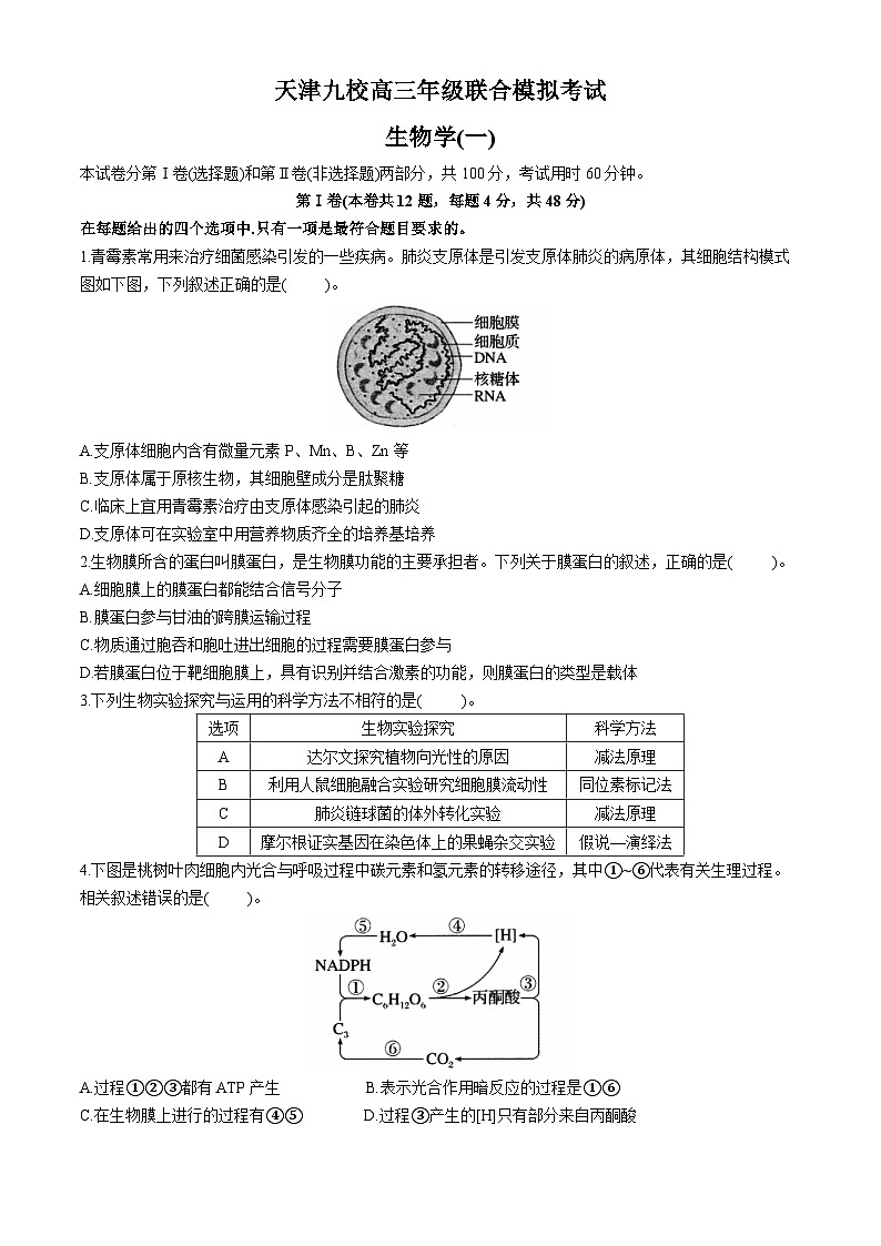 天津市九校2024届高三下学期联合模拟考试（一）生物试题（Word版附答案）第1页
