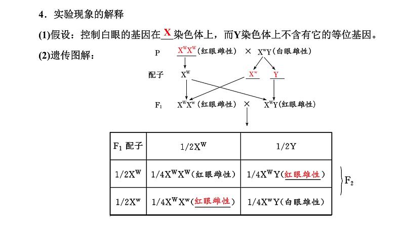 人教版高中生物必修2第2章基因和染色体的关系第2节基因在染色体上课件第5页