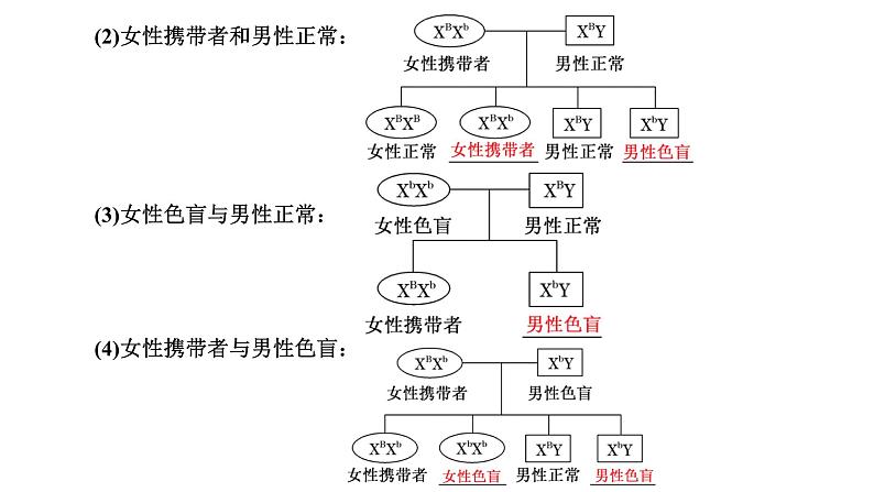 人教版高中生物必修2第2章基因和染色体的关系第3节伴性遗传课件第4页