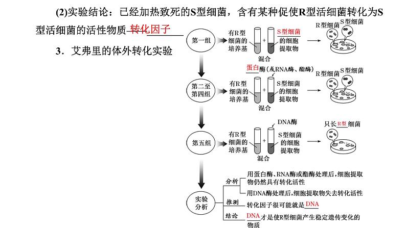 人教版高中生物必修2第3章基因的本质第1节DNA是主要的遗传物质课件第7页