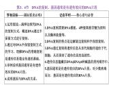 人教版高中生物必修2第3章基因的本质第3、4节DNA的复制、基因通常是有遗传效应的DNA片段课件