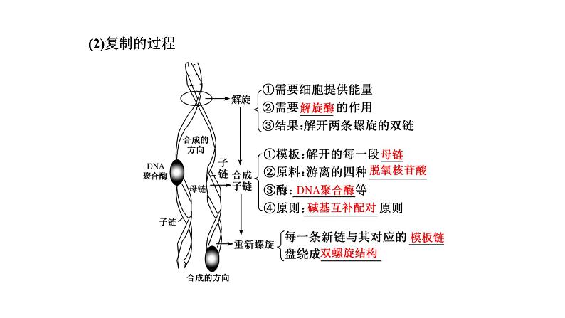 人教版高中生物必修2第3章基因的本质第3、4节DNA的复制、基因通常是有遗传效应的DNA片段课件06