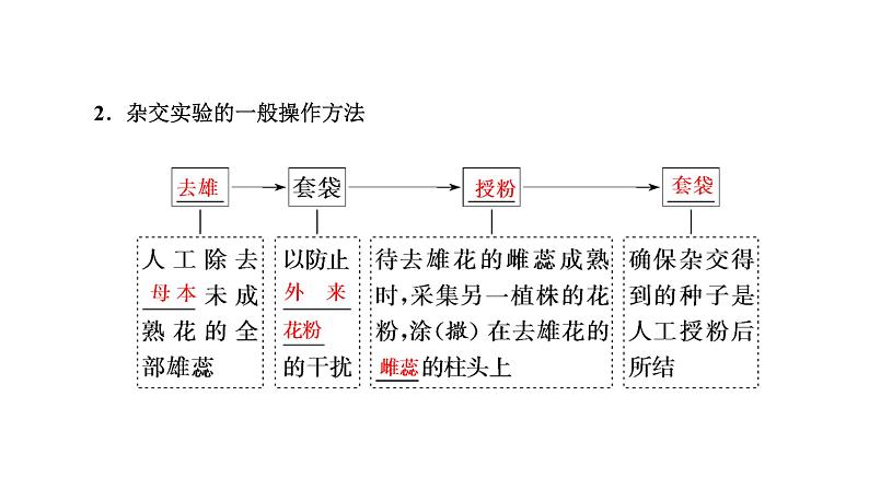 人教版高中生物必修2第1章遗传因子的发现第1节孟德尔的豌豆杂交实验(一)第1课时分离定律的发现课件第5页