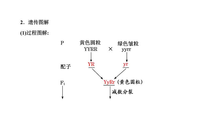 人教版高中生物必修2第1章遗传因子的发现第2节孟德尔的豌豆杂交实验(二)第1课时自由组合定律的发现课件05