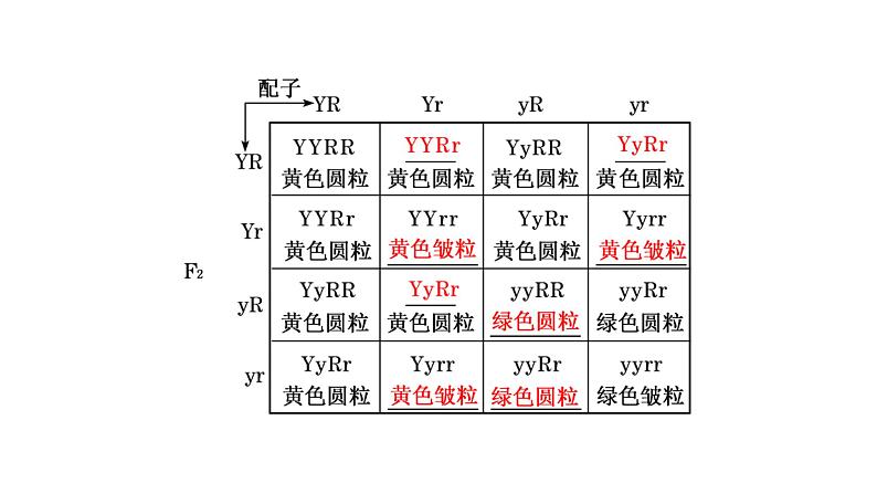 人教版高中生物必修2第1章遗传因子的发现第2节孟德尔的豌豆杂交实验(二)第1课时自由组合定律的发现课件06