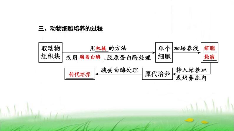 人教版高中生物选择性必修3第2章细胞工程第2节第1课时动物细胞培养课件04