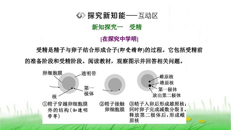 人教版高中生物选择性必修3第2章细胞工程第3节第1课时胚胎工程的理论基础课件第8页