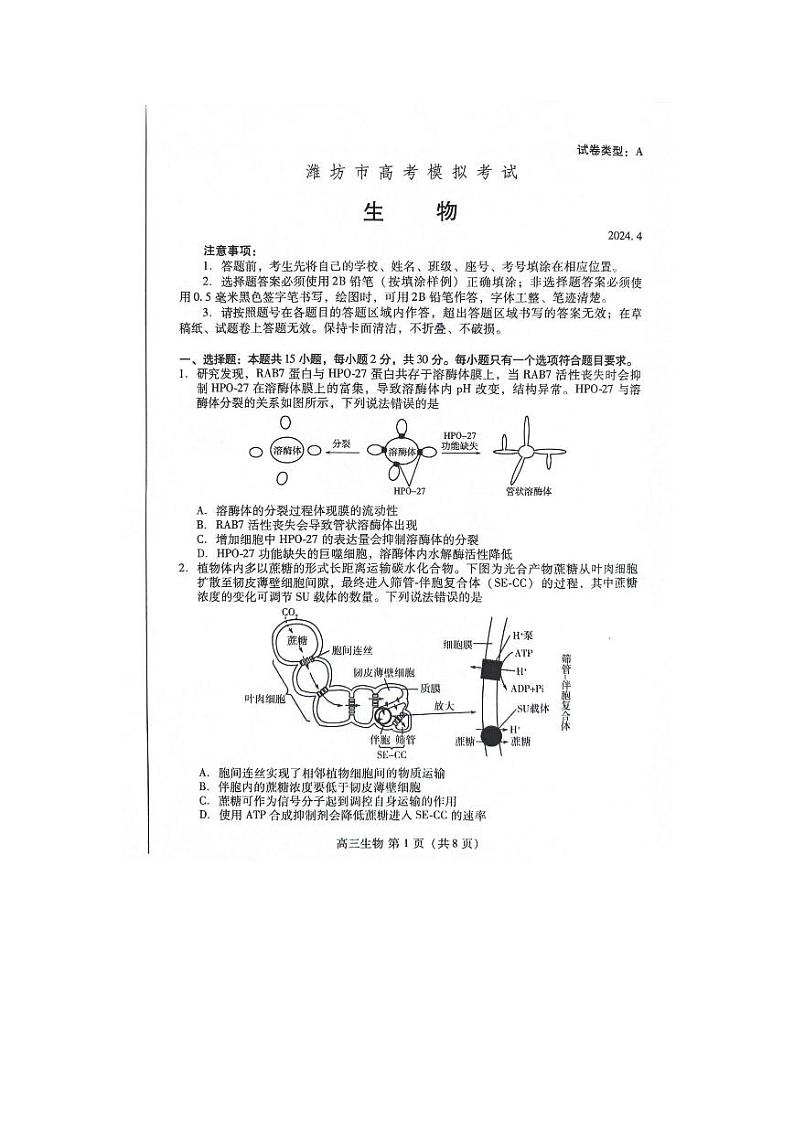 山东省潍坊市2024年高考模拟考试生物试题+答案（4.27潍坊二模）第1页