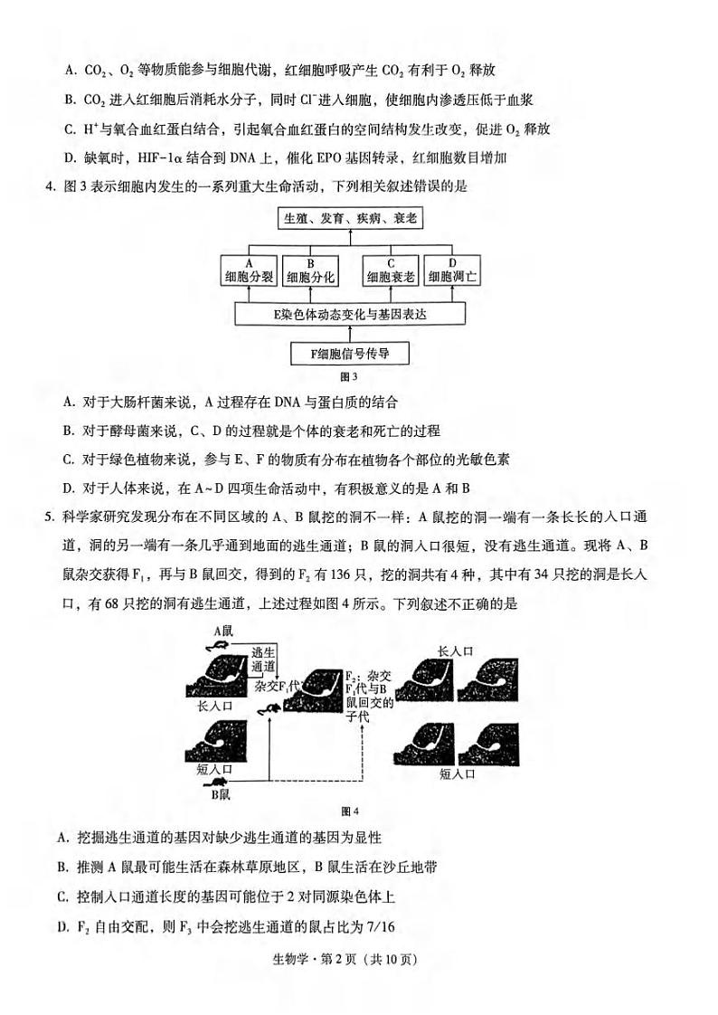 重庆市南岸区部分学校2024届高三下学期4月联合测试卷生物试题第2页