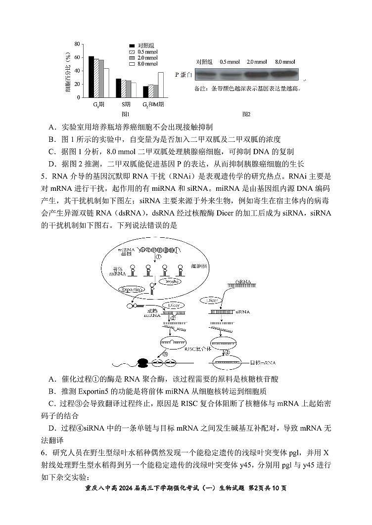 重庆市第八中学2024届高三下学期强化训练（一）生物试题（PDF版附解析）第2页