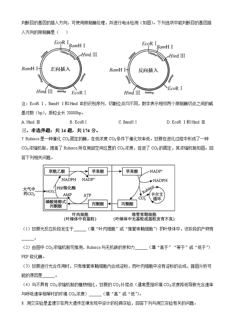 2024云南广西贵州省高三下学期“3+3+3”高考备考诊断性联考（二）生物试题含解析03