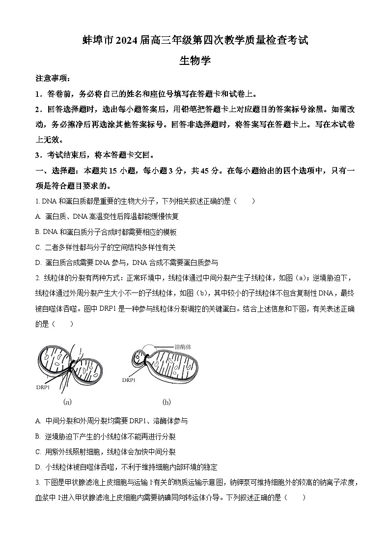安徽省蚌埠市2024届高三下学期第四次教学质量检测生物试卷（Word版附解析）01