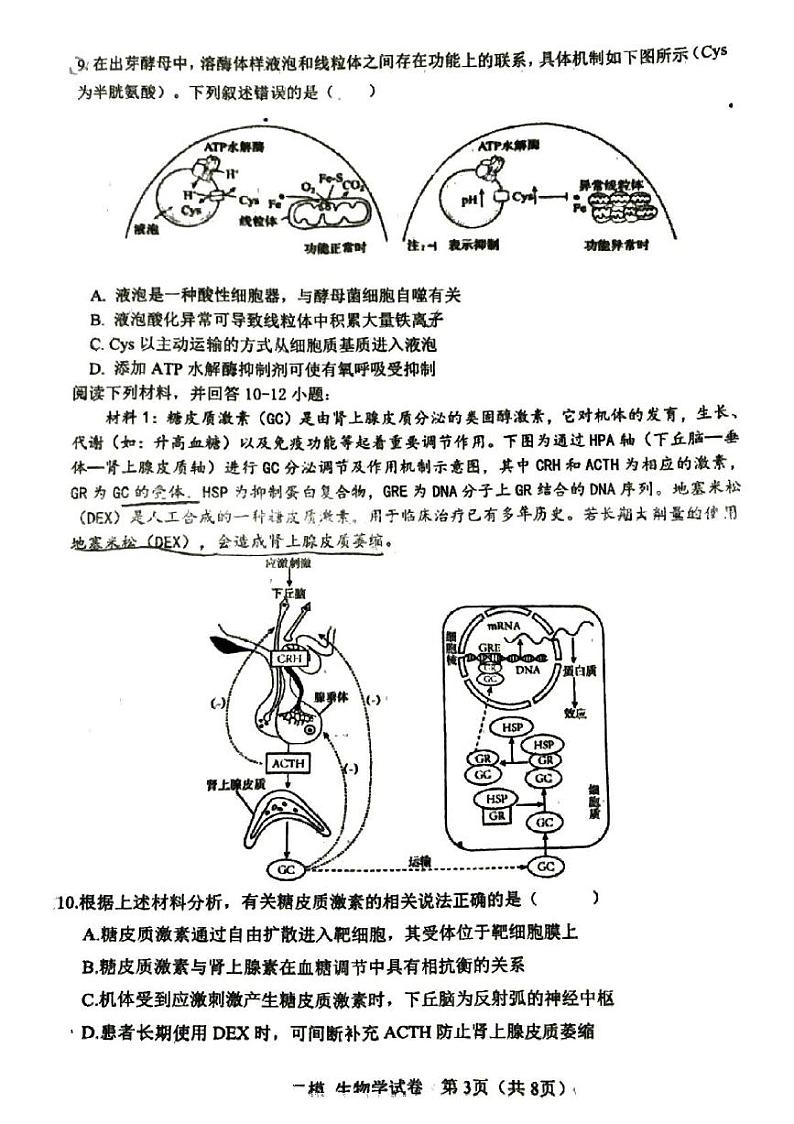 2024年天津市河东区高三二模生物试卷和答案03