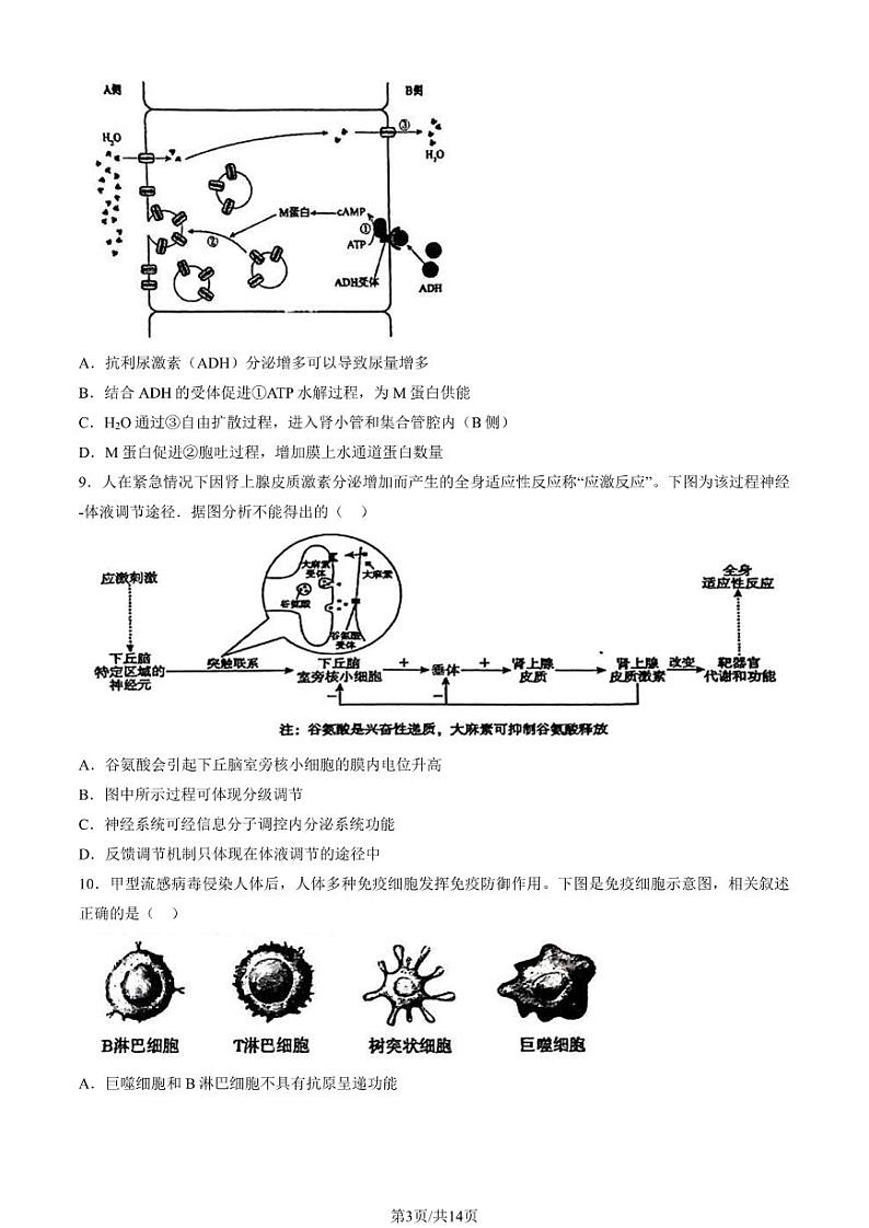 2023 北京北师大实验中学高二上学期期中生物试卷1第3页
