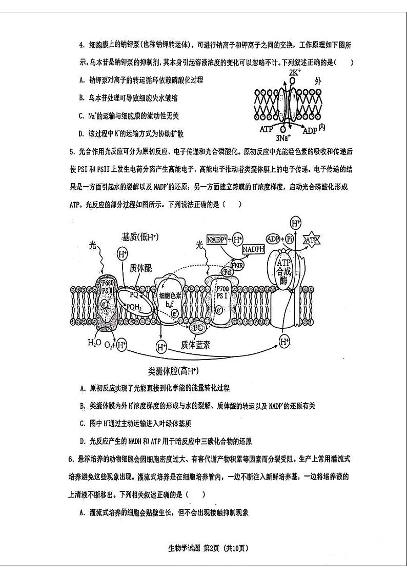 2024届湖北省高三十一校第二次联考生物试题第2页