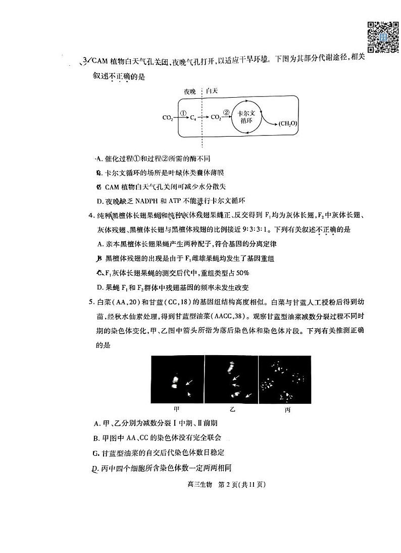 2024北京丰台高三一模生物试卷02