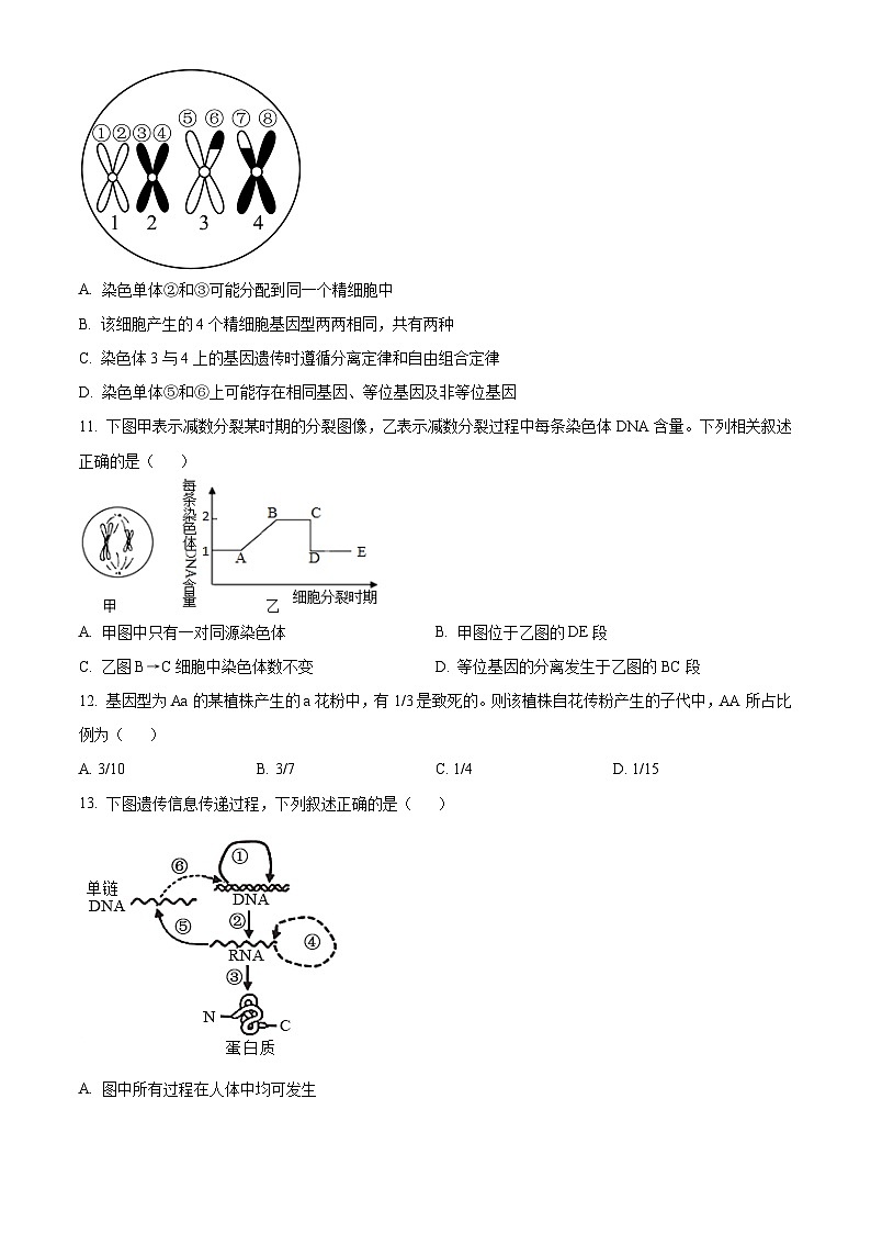 江苏省宿迁市泗阳县泗阳中学2023-2024学年高一下学期期中考试生物试题（原卷版）第3页
