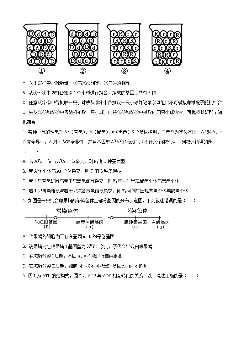 2024许昌高级中学高一下学期4月月考试题生物含解析02