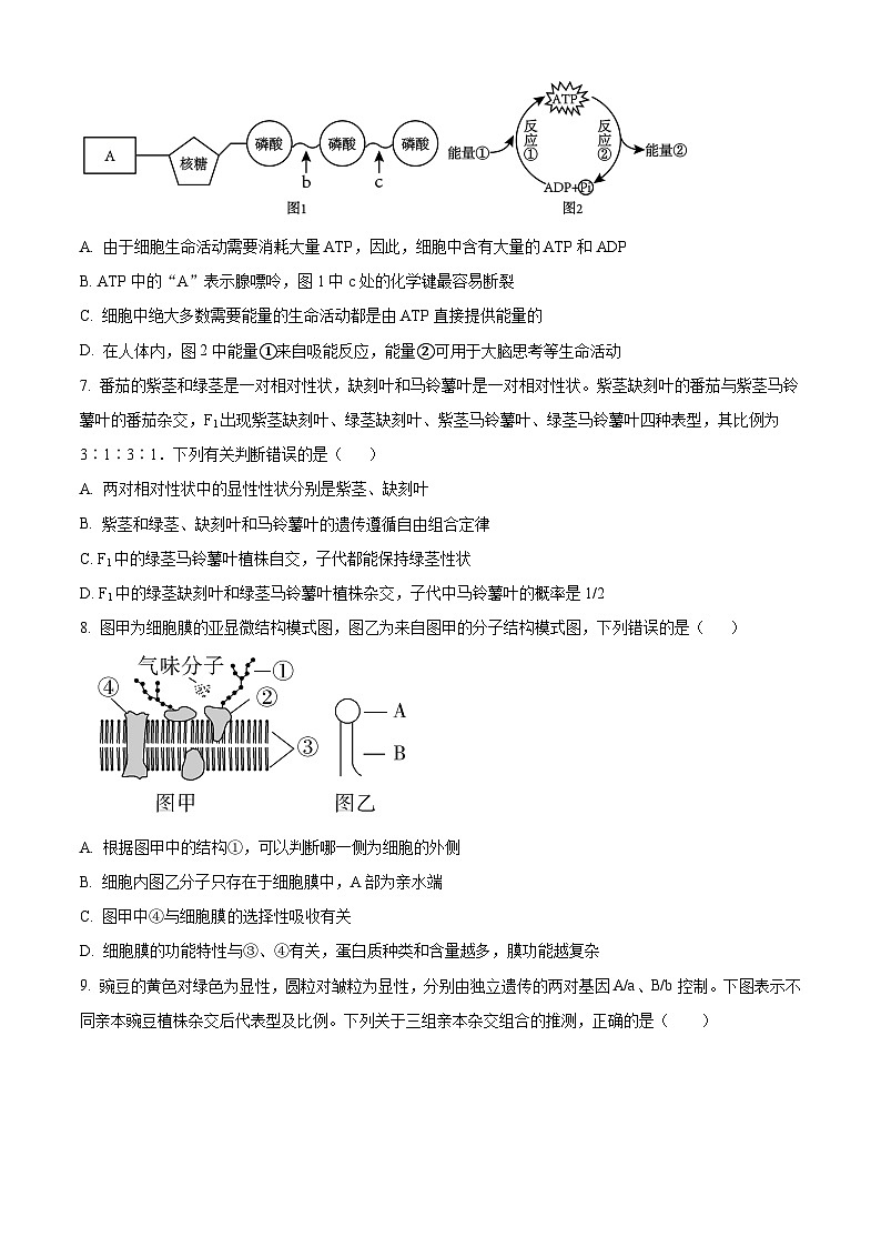 2024许昌高级中学高一下学期4月月考试题生物含解析03