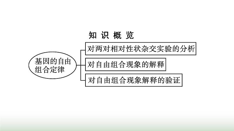 人教版高中生物必修二第1章遗传因子的发现第2节第1课时孟德尔两对相对性状的杂交实验、对自由组合现象的解释和验证课件03