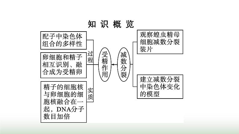 人教版高中生物必修二第2章基因和染色体的关系第1节第2课时观察蝗虫精母细胞减数分裂装片及受精作用课件第3页