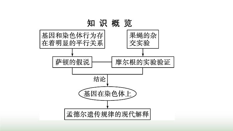 人教版高中生物必修二第2章基因和染色体的关系第2节基因在染色体上课件第3页