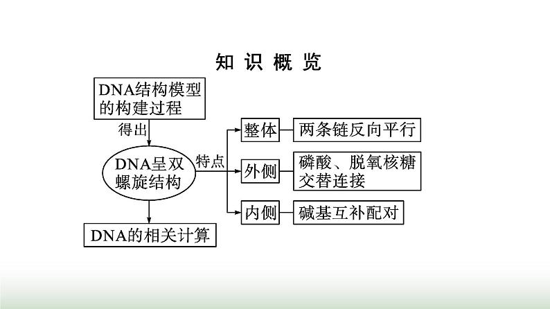 人教版高中生物必修二第3章基因的本质第2节DNA的结构课件第4页