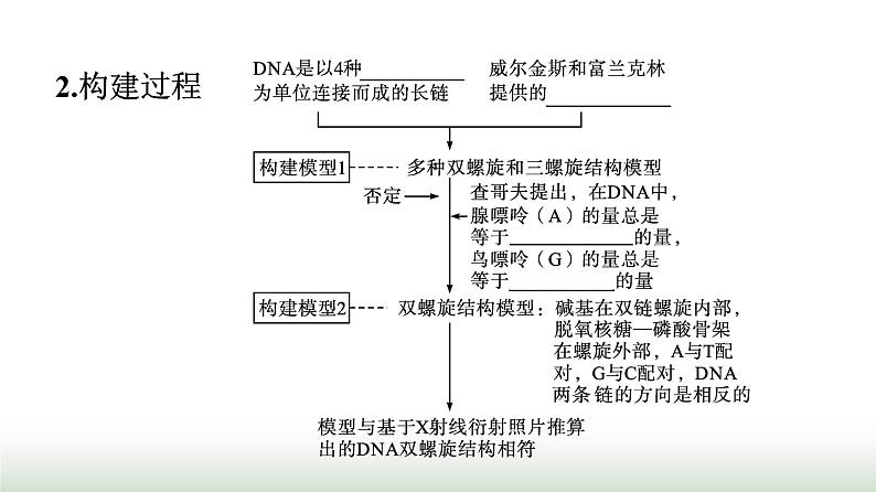 人教版高中生物必修二第3章基因的本质第2节DNA的结构课件第6页