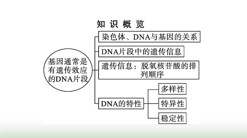 人教版高中生物必修二第3章基因的本质第4节基因通常是有遗传效应的DNA片段课件03