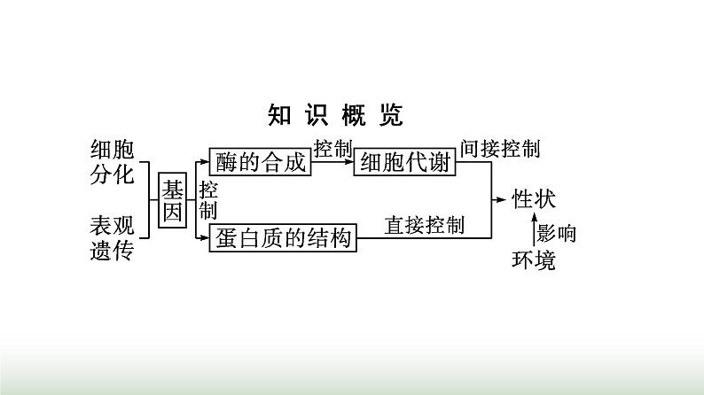 人教版高中生物必修二第4章基因的表达第2节基因表达与性状的关系课件第3页