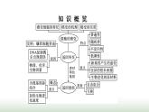 人教版高中生物必修二第5章基因突变及其他变异第1节基因突变和基因重组课件