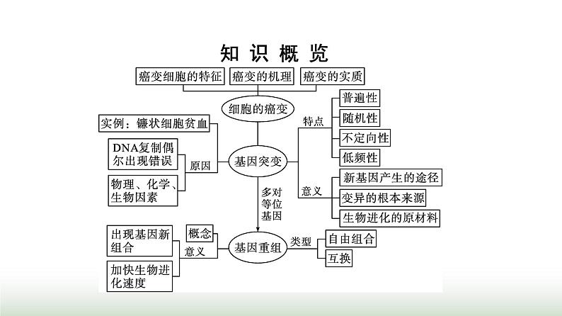 人教版高中生物必修二第5章基因突变及其他变异第1节基因突变和基因重组课件第3页