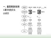 人教版高中生物必修二第5章基因突变及其他变异第1节基因突变和基因重组课件