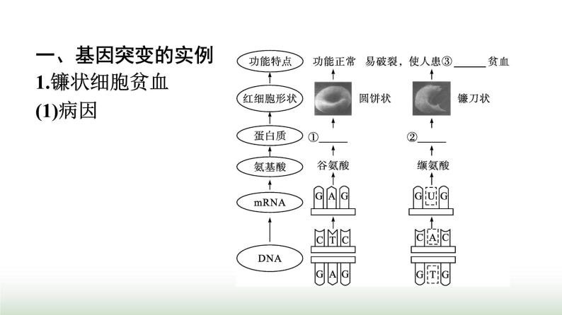人教版高中生物必修二第5章基因突变及其他变异第1节基因突变和基因重组课件04