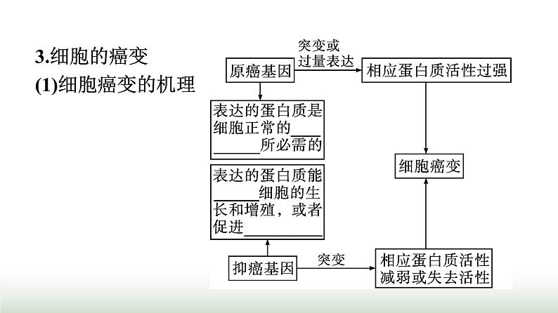 人教版高中生物必修二第5章基因突变及其他变异第1节基因突变和基因重组课件第7页