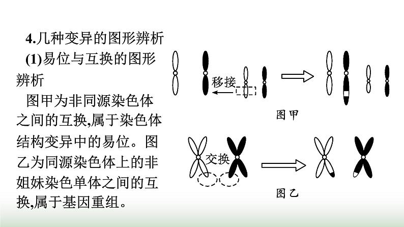 人教版高中生物必修二第5章基因突变及其他变异章末核心素养整合课件05